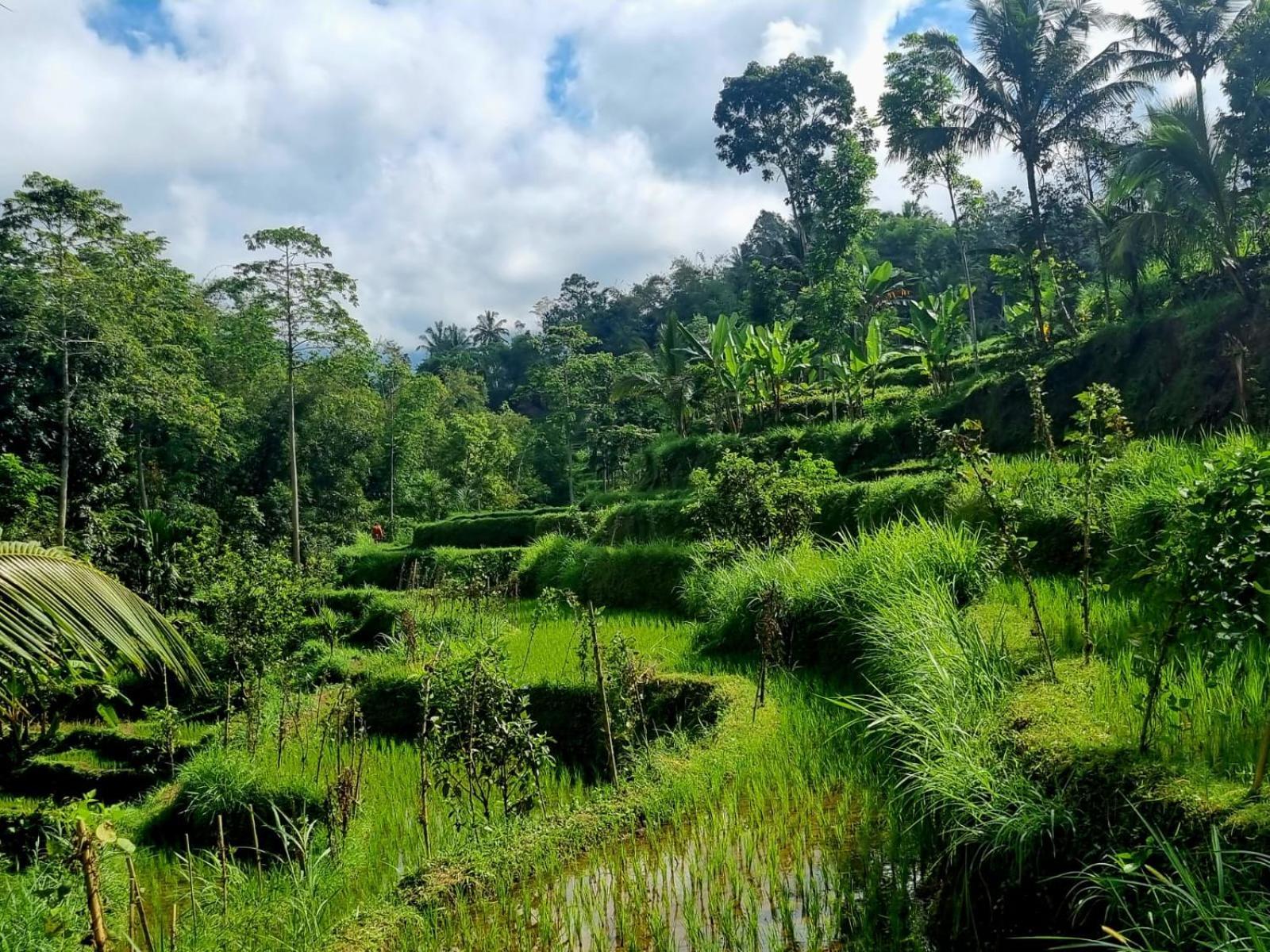 Girang Rinjani Bungalows Tetebatu Bilik gambar