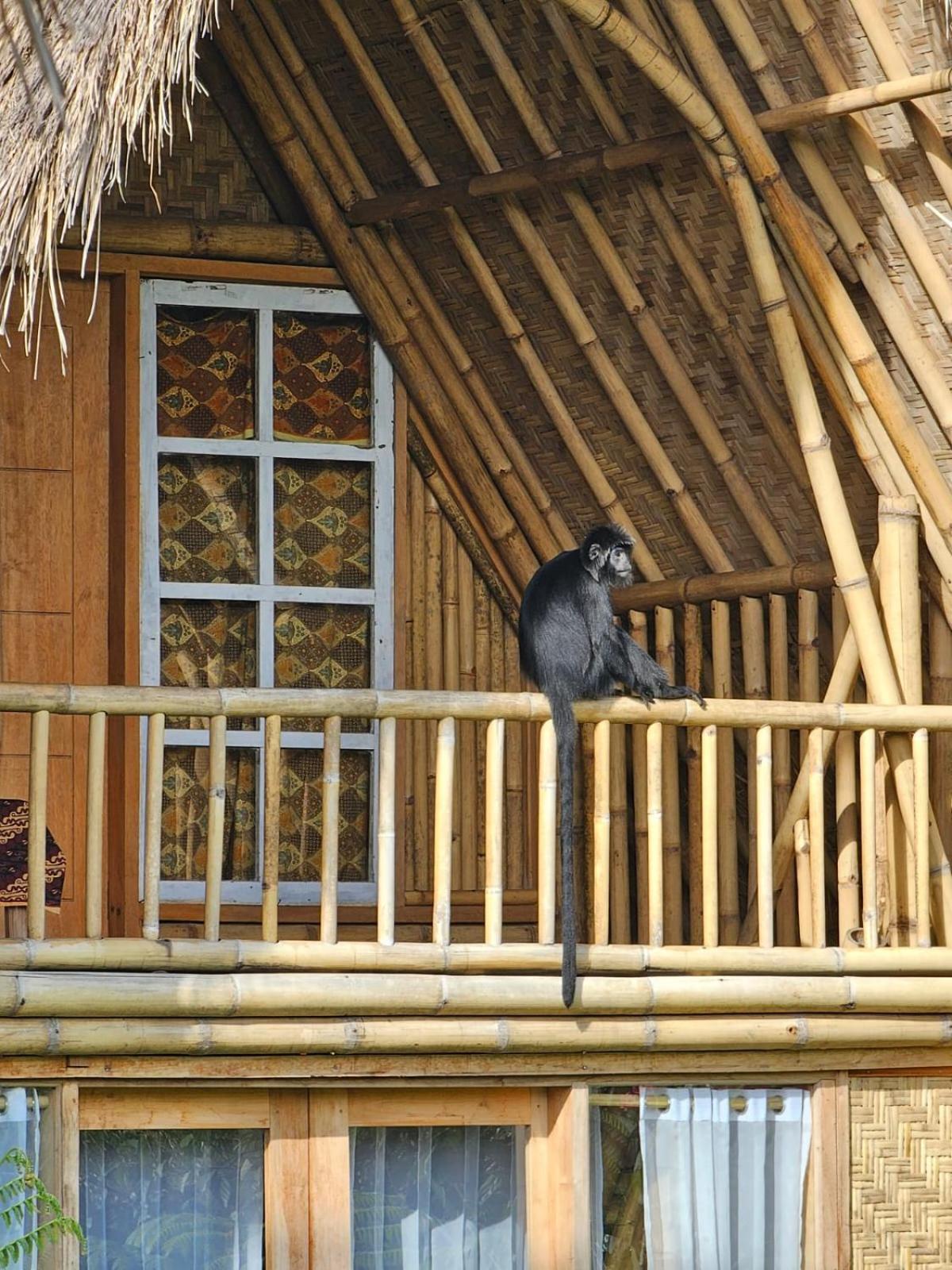 Girang Rinjani Bungalows Tetebatu Luaran gambar
